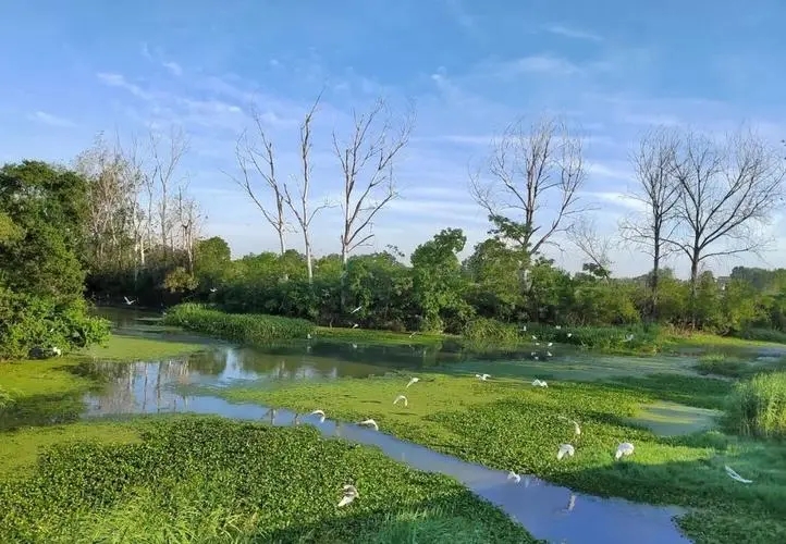 加強生態(tài)環(huán)境保護全面推進美麗中國建設（人民日報）